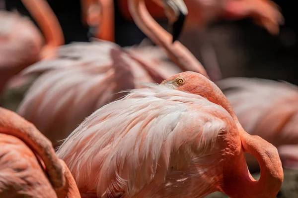 Zár Megjelöl Ból Egy Rózsaszín Flamingó — Stock Fotó