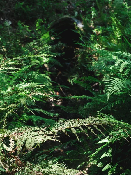 Helecho Verde Bosque — Foto de Stock
