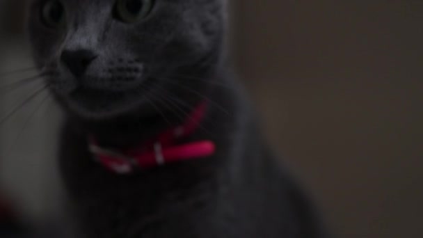 Closeup Shot Young Beautiful Cat — Stock Video