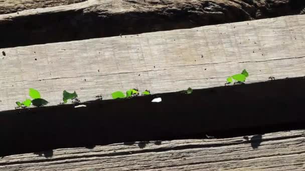 木制表面上蚂蚁的特写镜头 — 图库视频影像