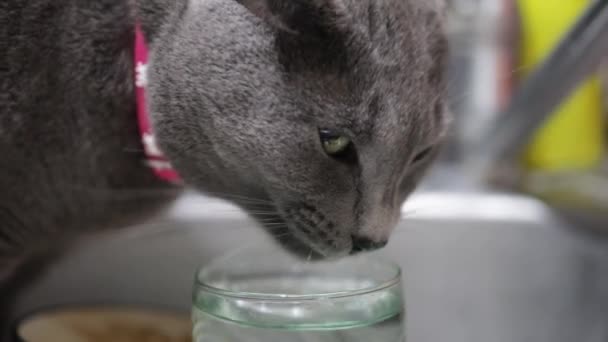 猫は台所で食べ物を食べる — ストック動画