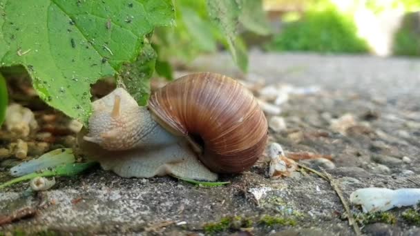 Time Lapse Footage Snail Eating Leaf — Stock Video
