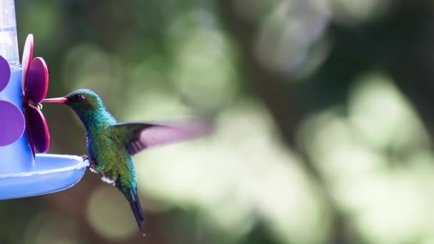 Close Uma Flor Roxa Branca — Vídeo de Stock