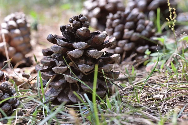 Kiefernzapfen Auf Dem Hintergrund Des Waldes — Stockfoto