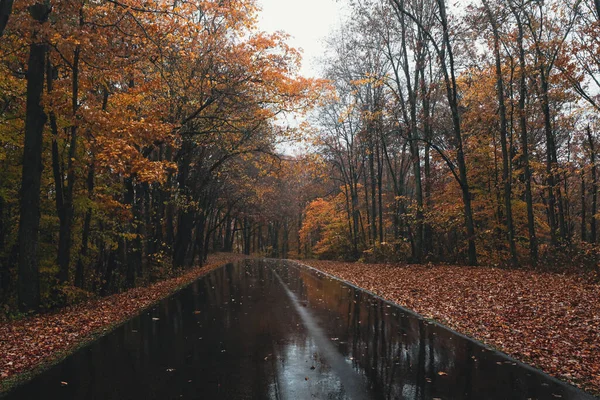 Floresta Outono Com Árvores Folhas — Fotografia de Stock