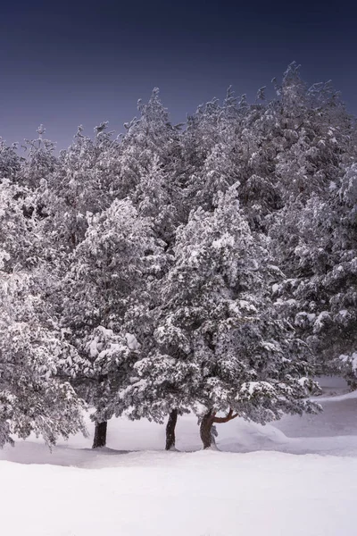 Vackert Landskap Med Träd Snön — Stockfoto