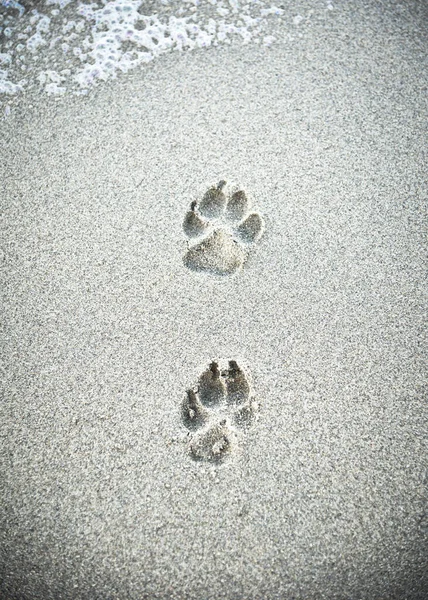 Vertical Shot Pair Dog Prints Beach — Foto Stock