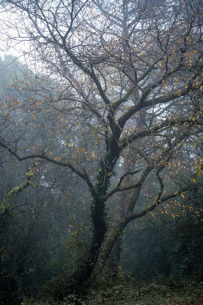 Der Wald Ametlla Del Valles Einem Nebligen Morgen — Stockfoto