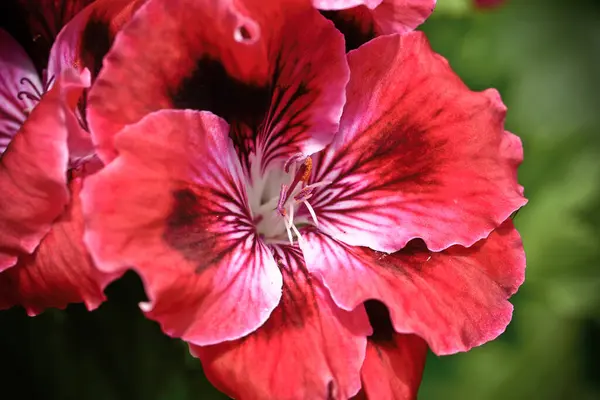 Closeup Shot Blooming Red Geranium Flower — Fotografia de Stock