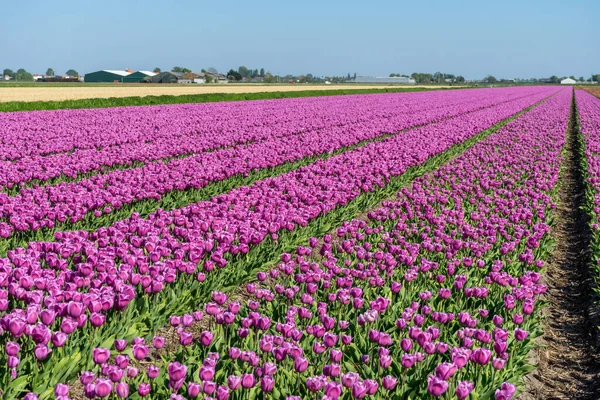 Lisse Niederlande Mai 2018 Tulpenfarm Mit Rosa Und Lila Blüten — Stockfoto