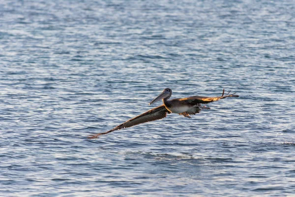 Troupeau Oiseaux Volant Dans Eau — Photo