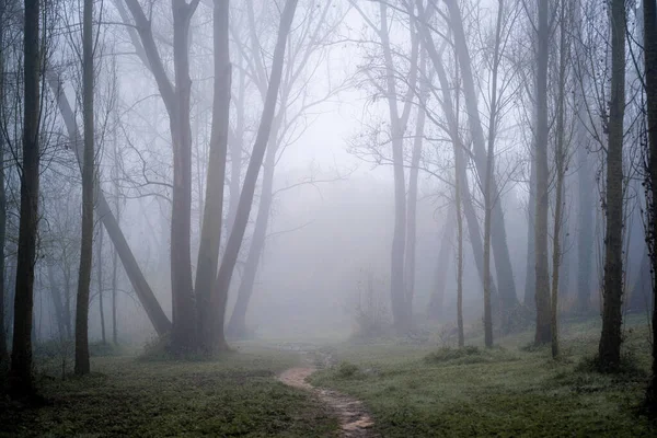 Der Wald Von Ametlla Del Valles Einem Nebligen Morgen — Stockfoto