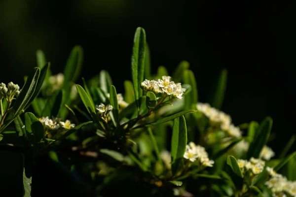 Eine Auswahl Kleiner Weißer Blüten Einem Strauch — Stockfoto