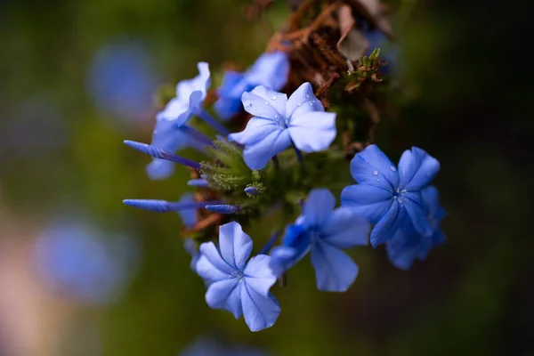Selective Closeup Blue Plumbago Flower Garden — Stockfoto