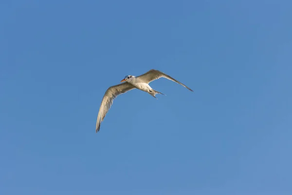 Une Mouette Survolant Ciel Bleu — Photo