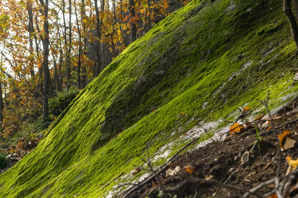秋の晴れた日に森の中の緑の苔生した丘 — ストック写真