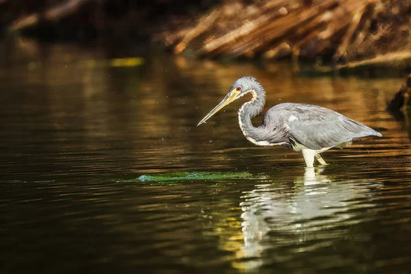 Krásný Bílý Volavka Vodě — Stock fotografie