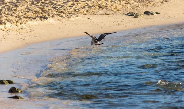 Gabbiano Sulla Spiaggia — Foto Stock