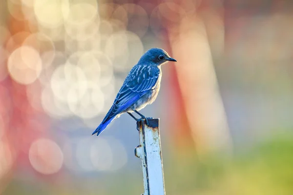 Selective Focus Shot Bluebird Perched Pole — Foto de Stock
