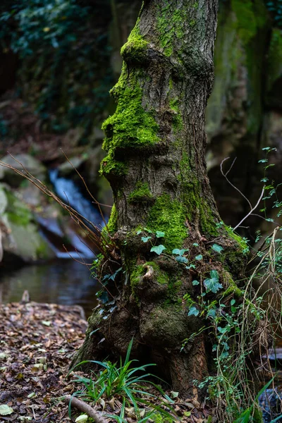 Мшистое Дерево Реки Влажном Лесу Каталонии — стоковое фото