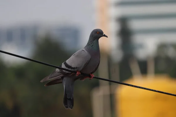 Şehrin Çatısında Bir Kuş Oturuyor — Stok fotoğraf
