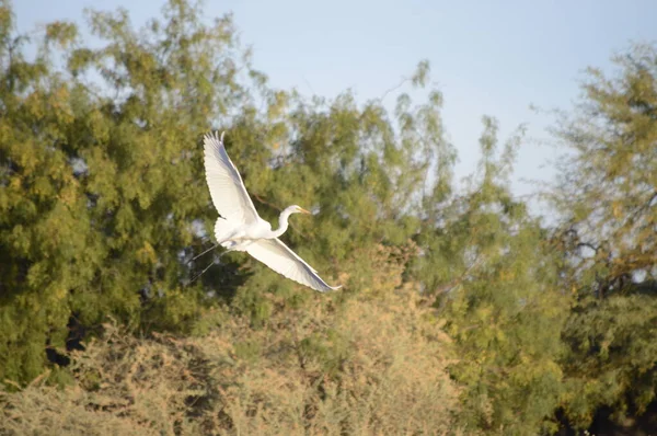 Oiseau Volant Dans Ciel — Photo