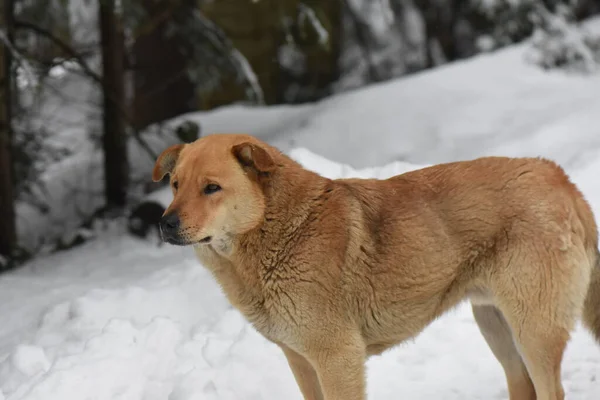 Karlı Ormanda Yürüyen Köpek Güzel Kış Manzarası — Stok fotoğraf