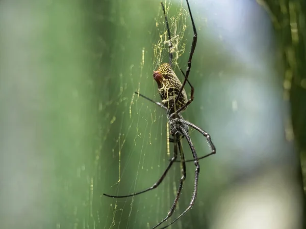 Spinnenweb Met Spinnenweb — Stockfoto