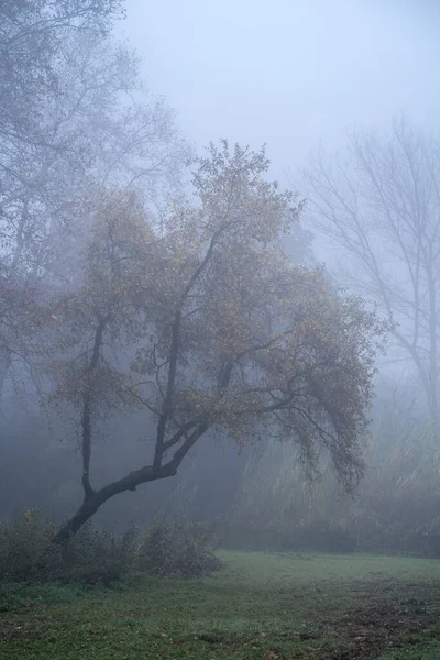 霧深い朝の アメトラ バレー — ストック写真