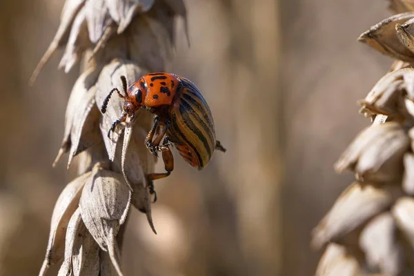 Close Bug Wild Nature — Stock Photo, Image