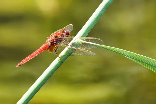 Libélula Hoja Cerca — Foto de Stock