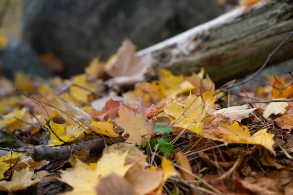 Detailní Záběr Padlých Žlutých Suchých Listů Zemi Lese Pod Slunečním — Stock fotografie