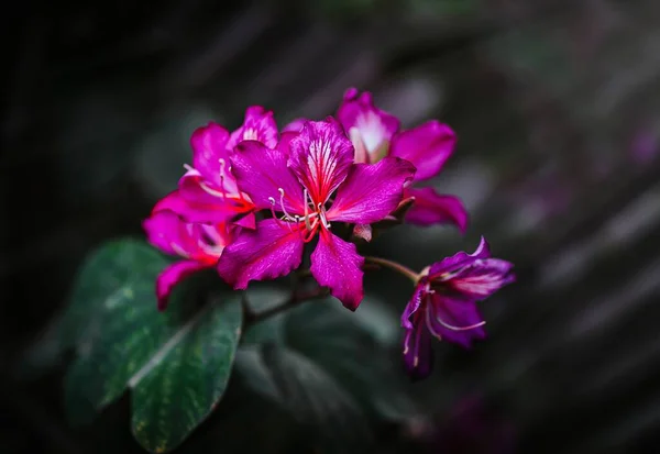 Flor Púrpura Sobre Fondo Borroso —  Fotos de Stock