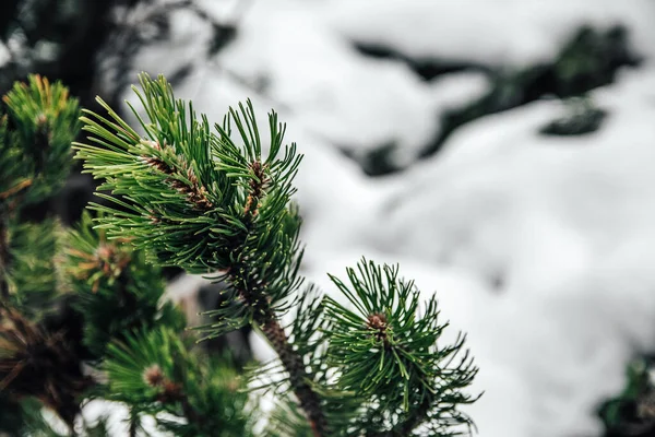 Κλαδί Πεύκου Χιόνι Στο Φόντο Του Δάσους — Φωτογραφία Αρχείου