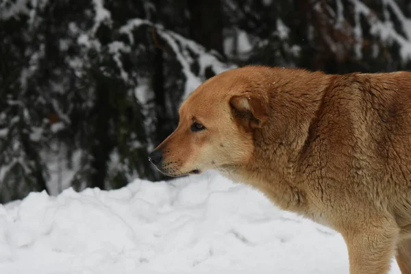 雪の森の中を犬が歩く美しい冬の風景 — ストック写真