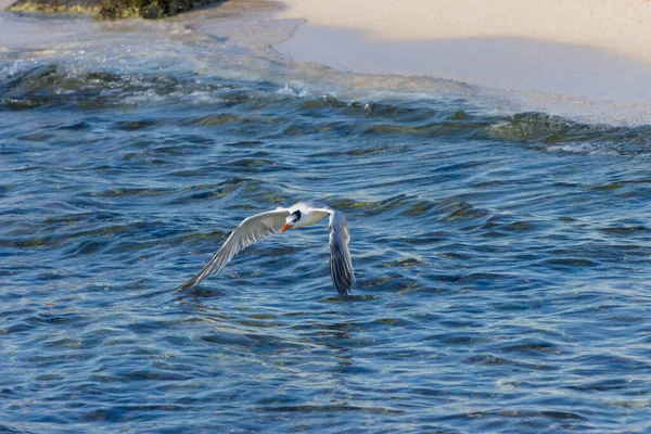 Gabbiano Che Vola Sopra Mare — Foto Stock