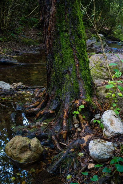 Arbre Mousseux Bord Rivière Dans Une Forêt Humide Catalogne — Photo