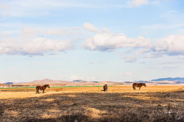 馬が草原で放牧されてる 田舎の畑では馬が — ストック写真