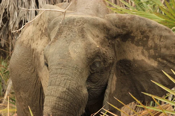 Elefante Africano Savana — Fotografia de Stock