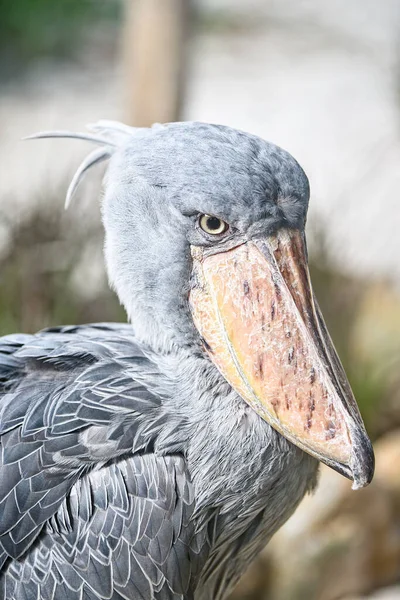 Vertical Closeup Shot Shoebill Bird — Photo