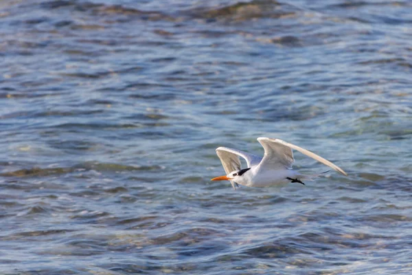 Meeuwen Die Zee Vliegen — Stockfoto