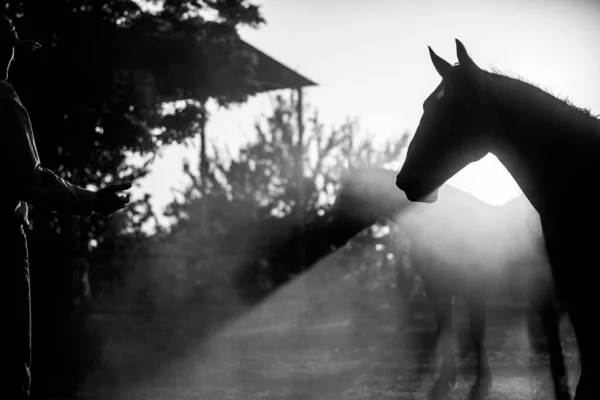 Чорно Біла Фотографія Молодої Жінки Конем Фоні Поля — стокове фото