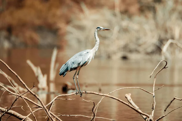 Héron Gris Sur Brindille Sans Feuilles Sur Fond Flou Par — Photo