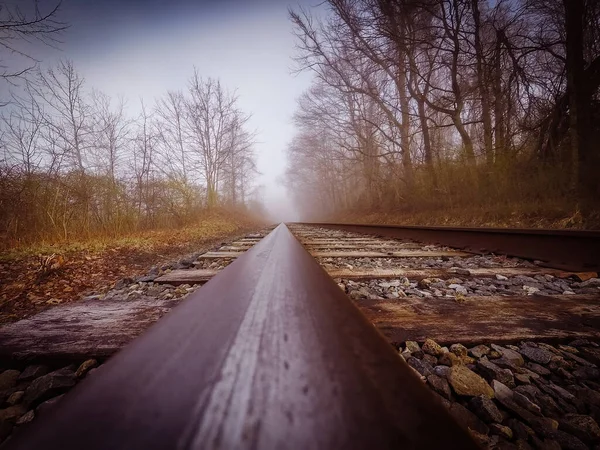 Road Forest — Stock Photo, Image