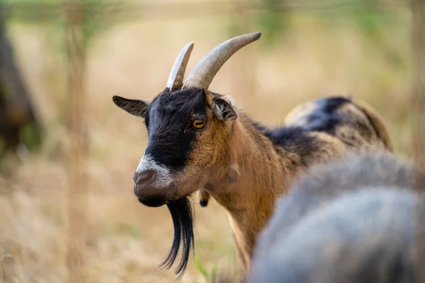 Selective Colorful Goat Yard — Stock fotografie