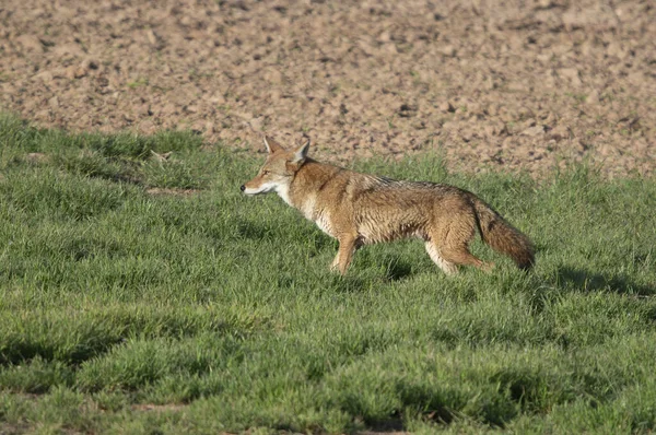 Ein Rotfuchs Gras — Stockfoto