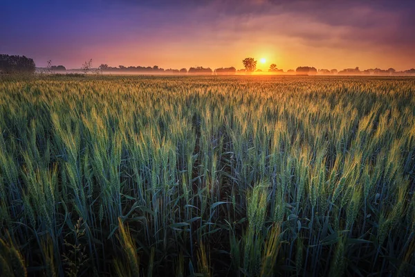 Sonnenuntergang Über Dem Weizenfeld — Stockfoto