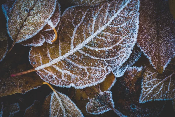 Primer Plano Hojas Congeladas Otoño — Foto de Stock