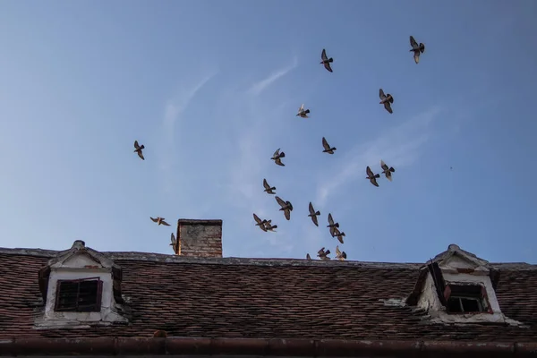 Troupeau Pigeons Sur Toit Maison — Photo