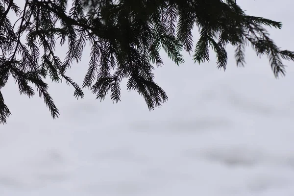 Ormanın Güzel Manzarası — Stok fotoğraf